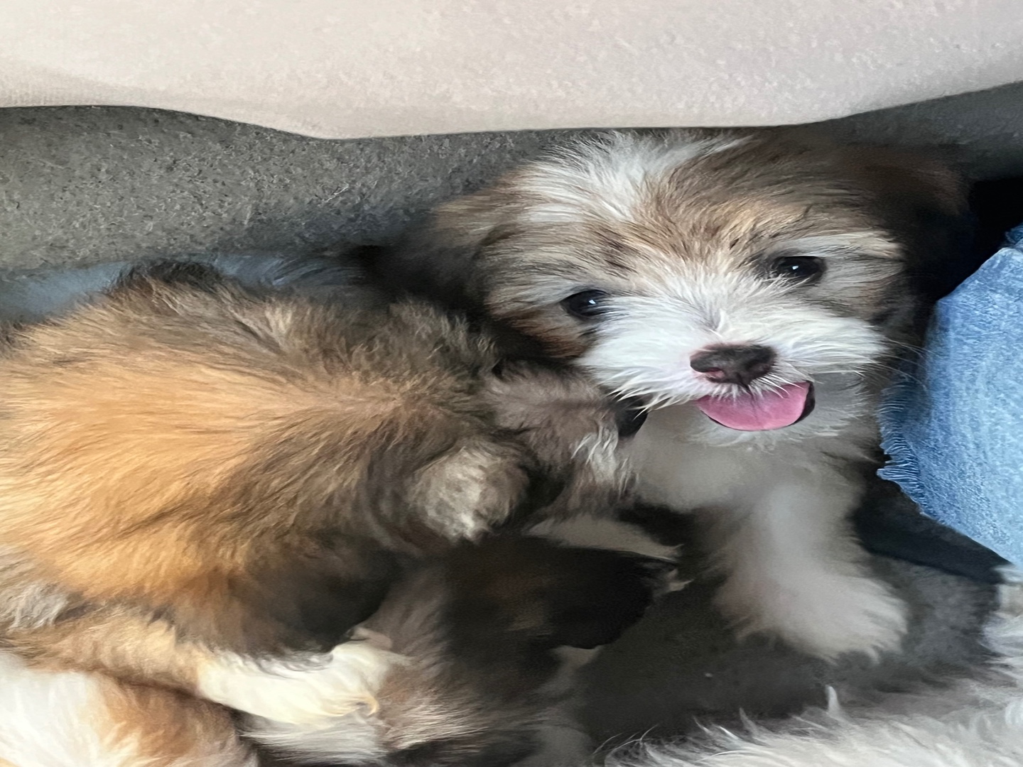 animales y mascotas - Cachorros Poodle raza pura en busca de familia – 2 machos y 3 hembras 10