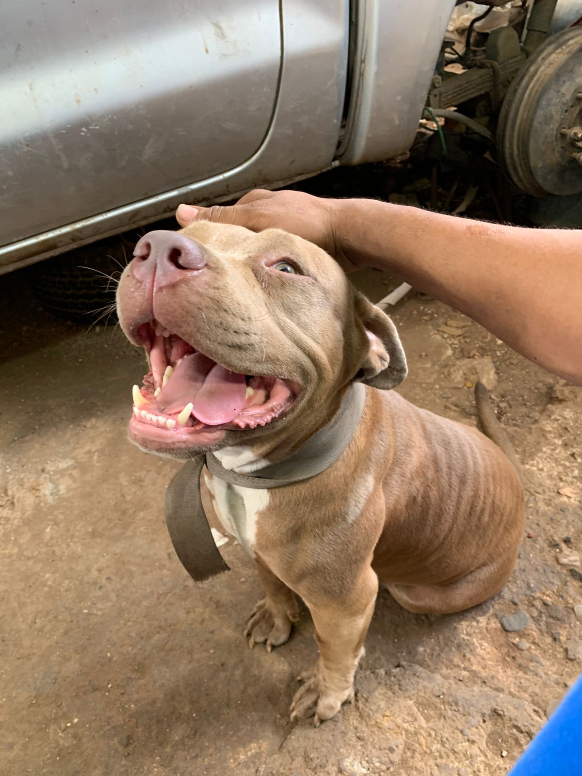 animales y mascotas - Putbull 
