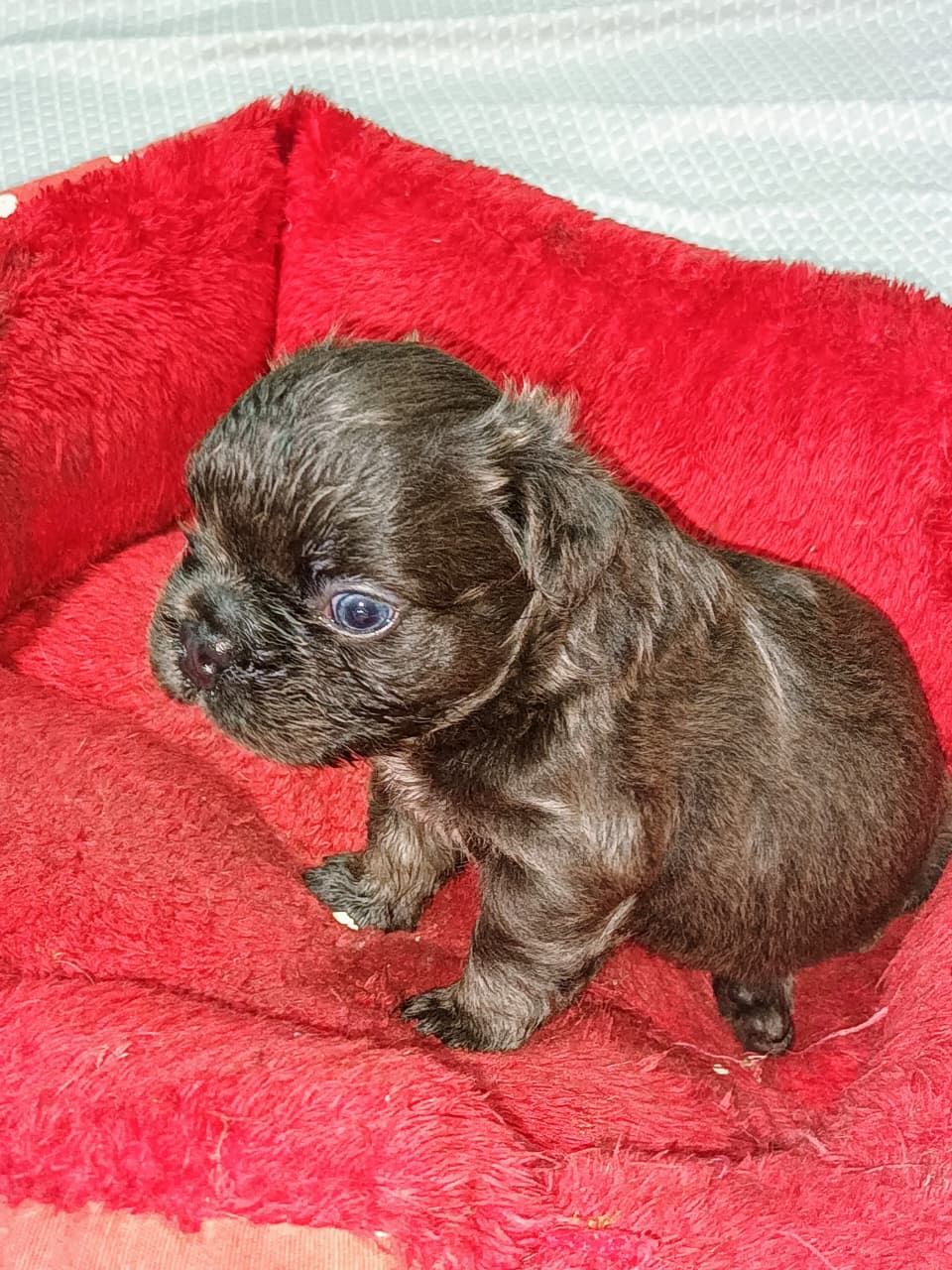animales y mascotas - bulldog francés fluffy blue con pedigree 0