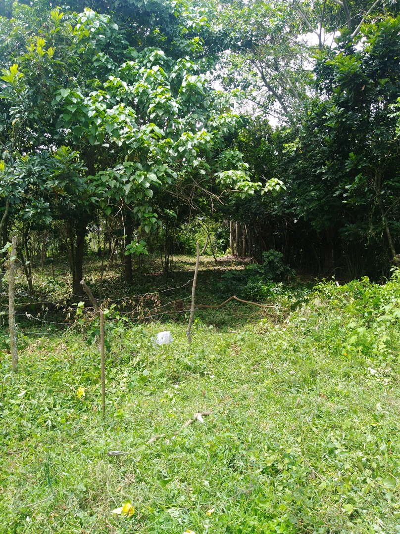 solares y terrenos -  FINCA COQUERA Y OTROS FRUTALES EN LA CIRCUNVALACION SANTO DOMINGO NORTE 1