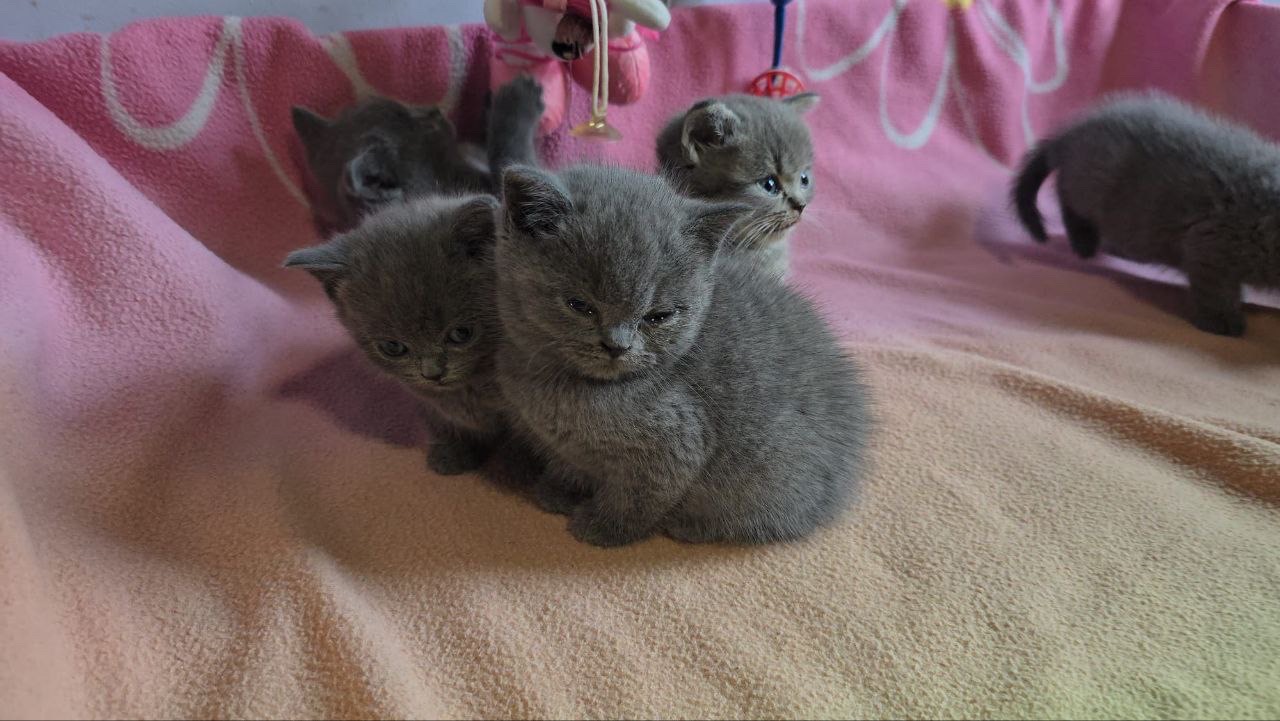 animales y mascotas - Camada Gatos British Shorthair en venta