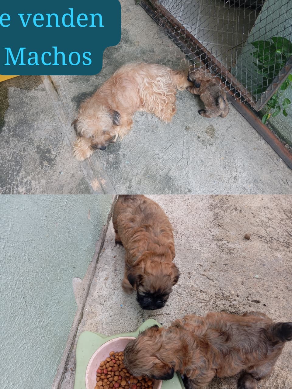 animales y mascotas - Venta de poodle 1