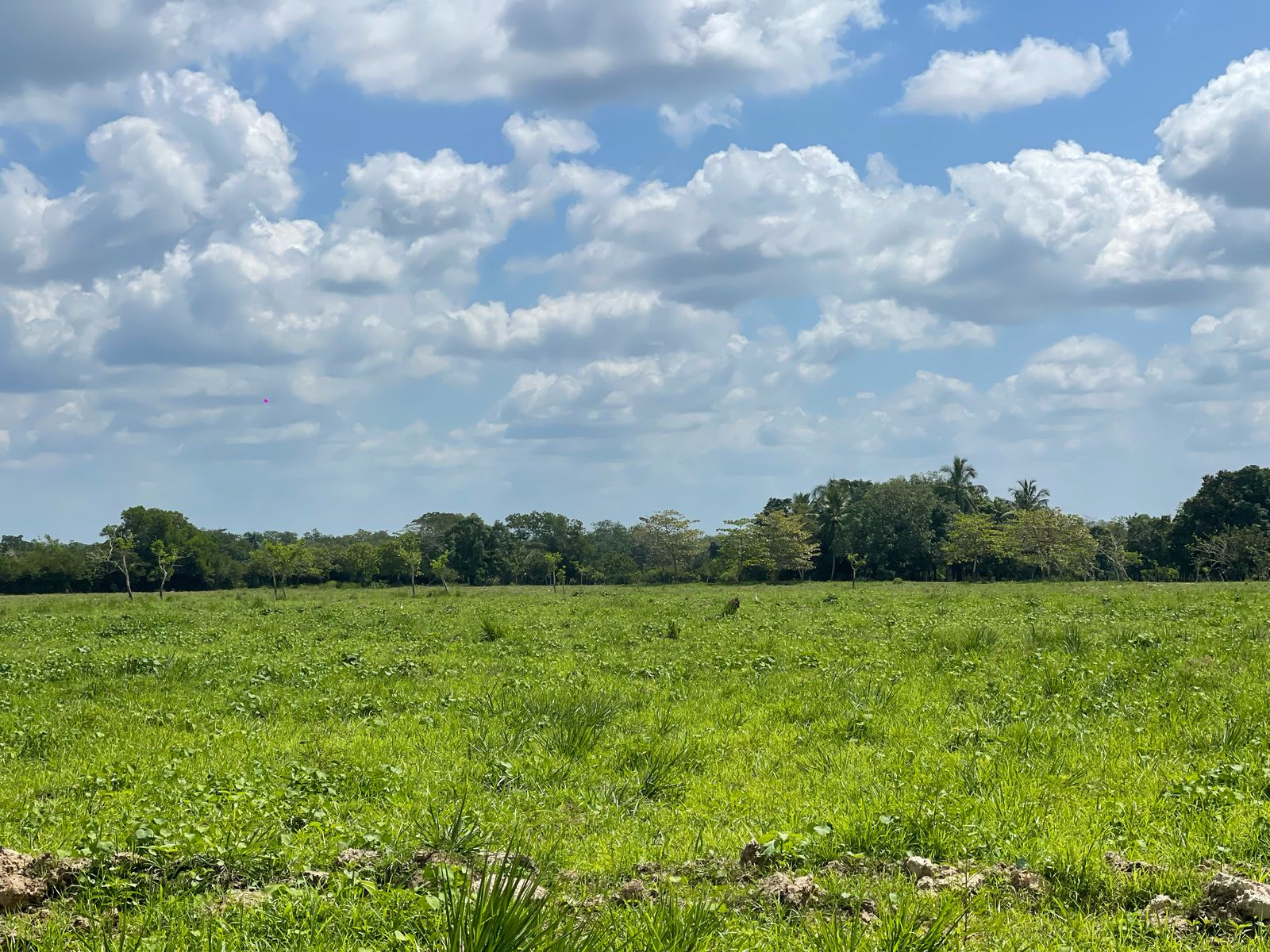 solares y terrenos -  FINCA DE 151 TAREAS EN HACIENDA ESTRELLA VIEJA, A LA ORILLA DE LA CARRETERA ASF