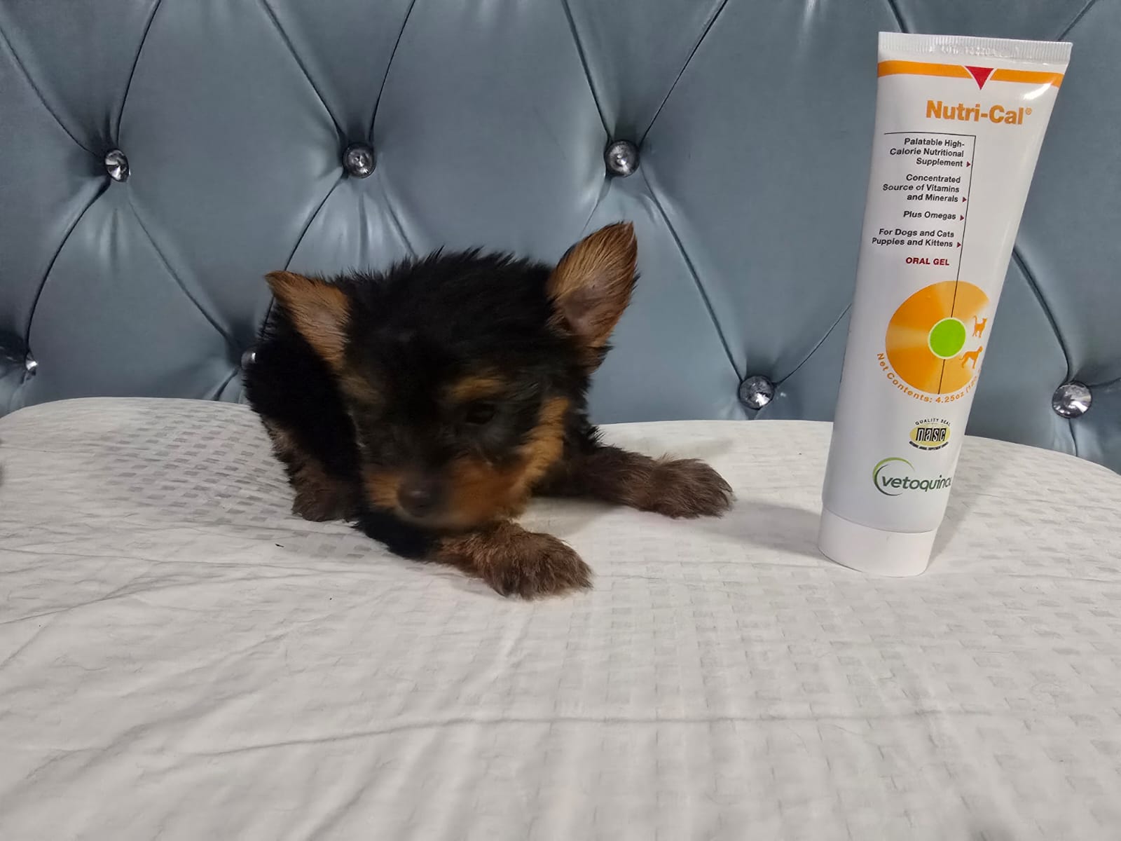 animales y mascotas - Yorkie macho. Excelente linaje 3