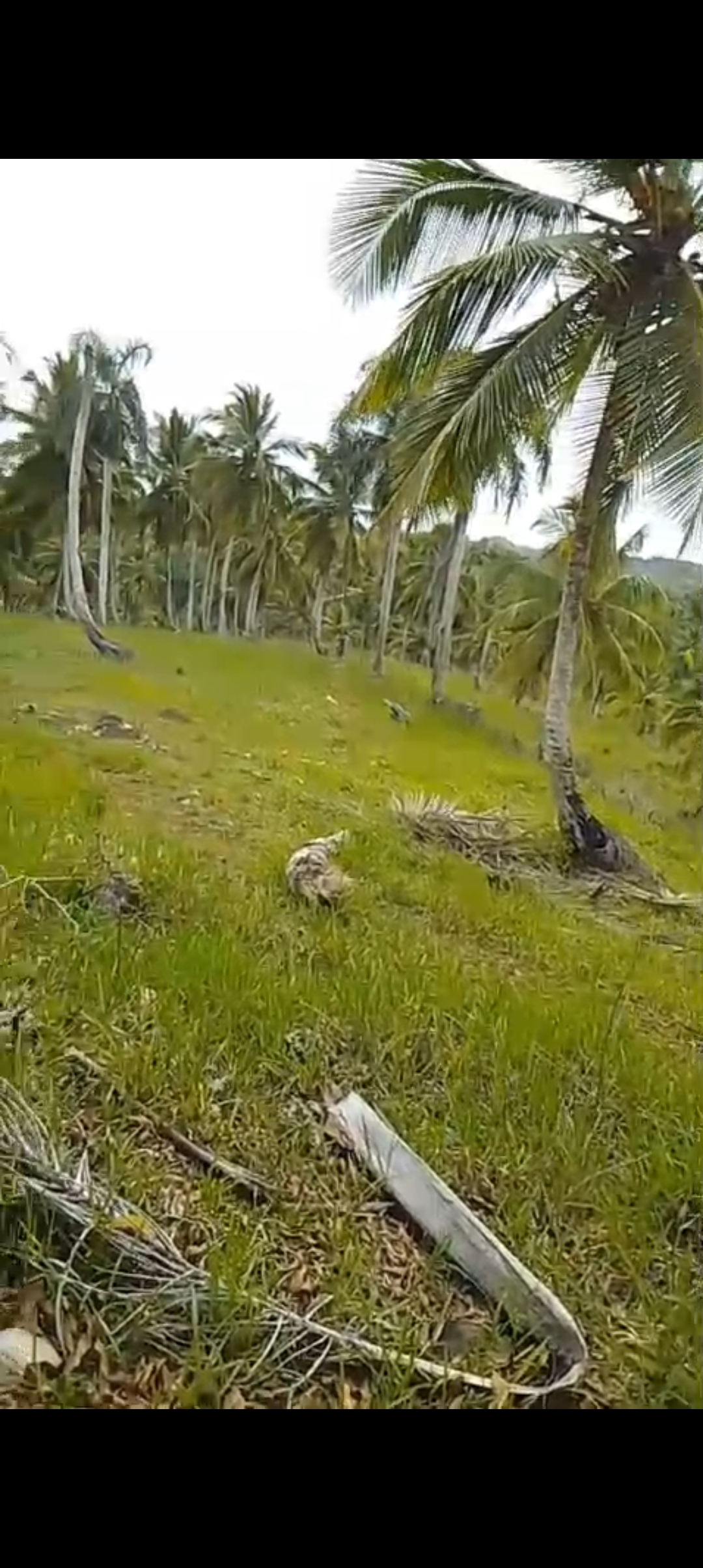 solares y terrenos - Se vende finca de coco