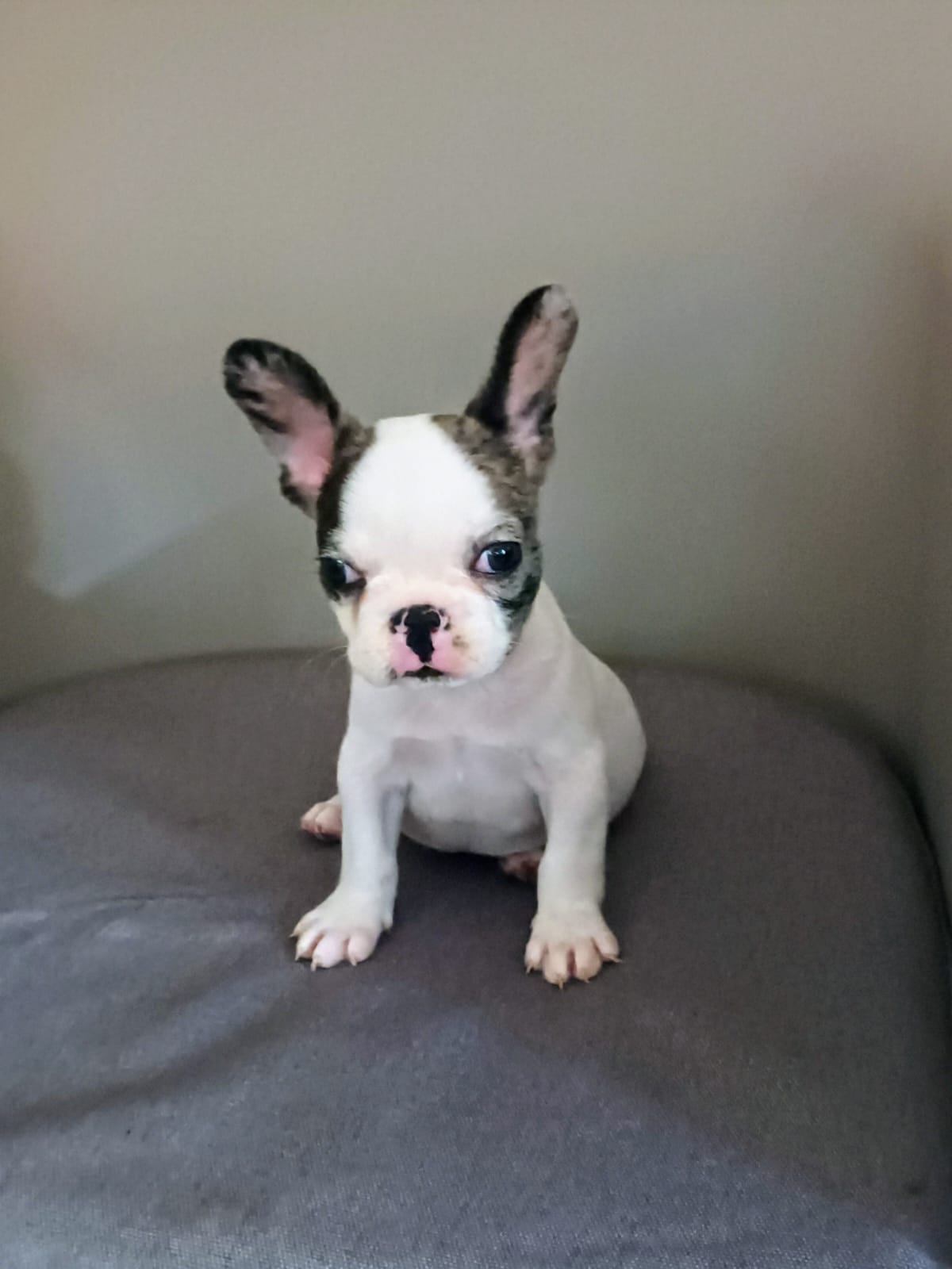 animales y mascotas - bulldog francés Merle blanco  1
