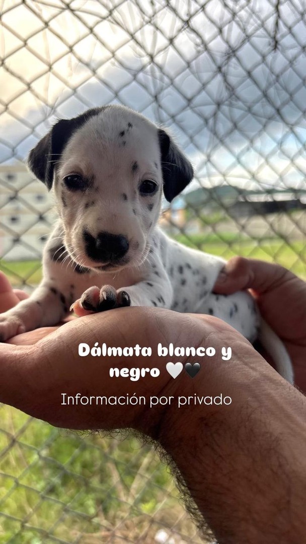 animales y mascotas - Dalmata Hembra y Varon 🟤⚫️ 2