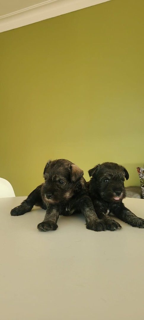 animales y mascotas - Cachorros Schnauzer   7