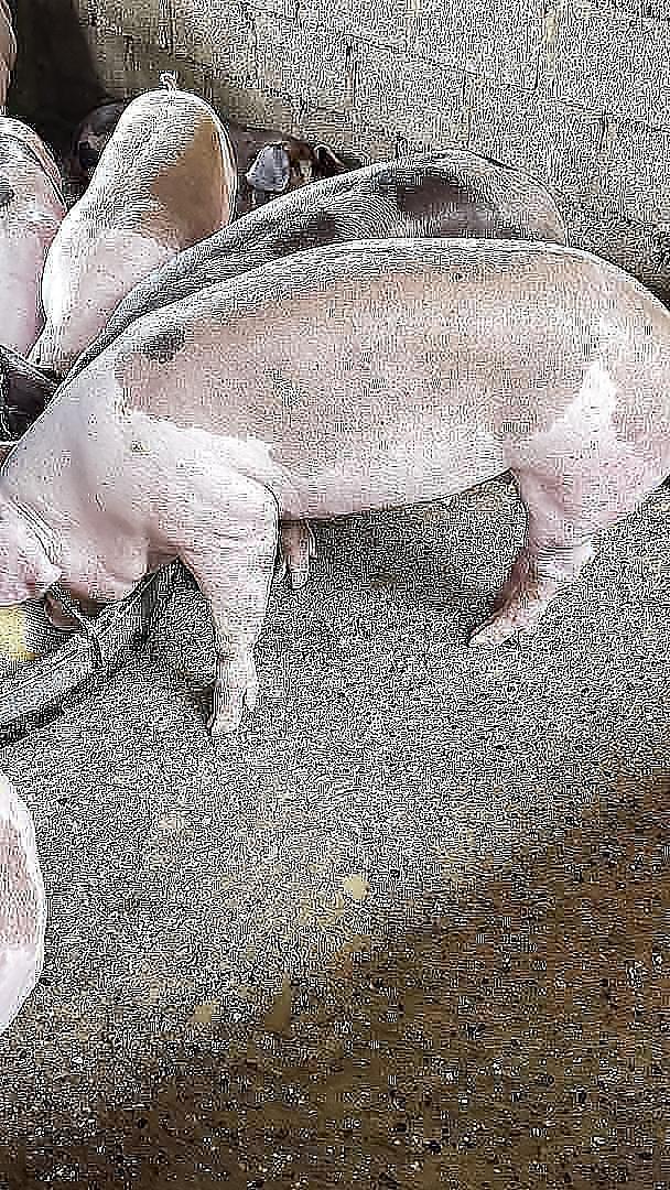animales y mascotas - CERDOS EN VENTA 7