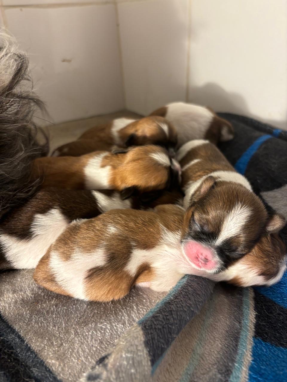 animales y mascotas - Perros Shih Tzu  1