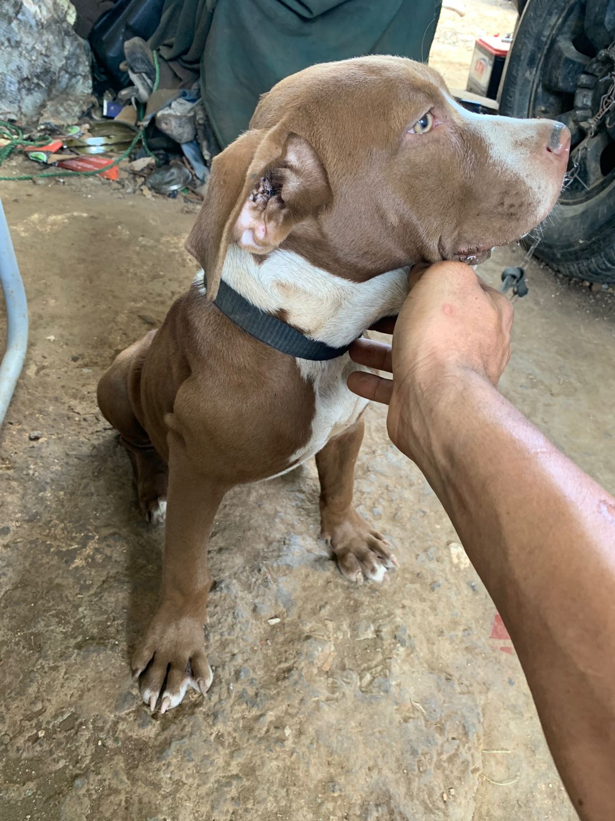animales y mascotas - Putbull  1