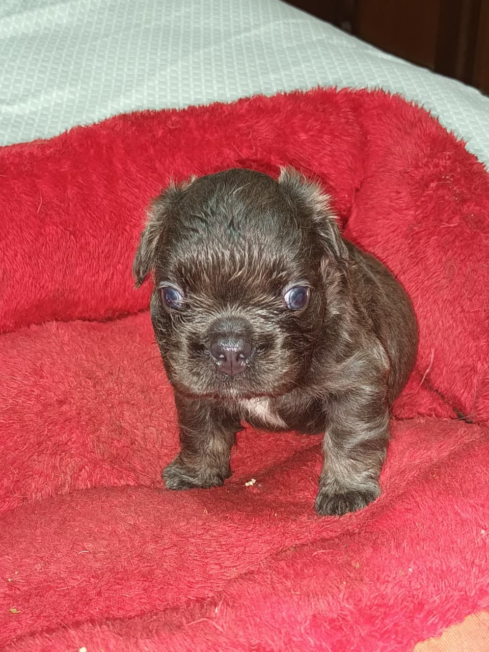 animales y mascotas - bulldog francés fluffy blue con pedigree 1