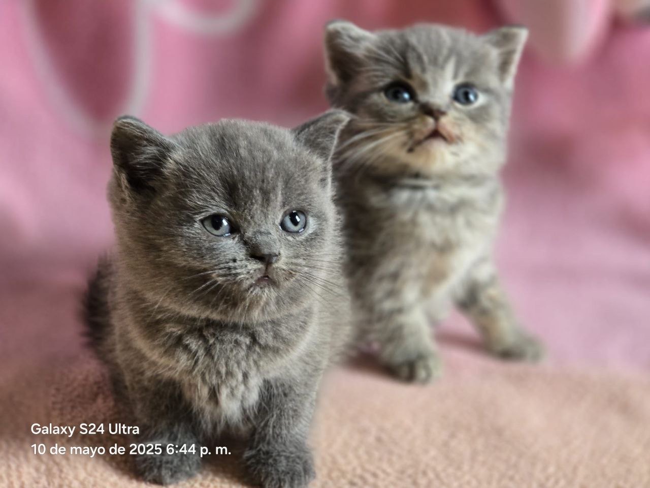 animales y mascotas - Camada Gatos British Shorthair en venta 1