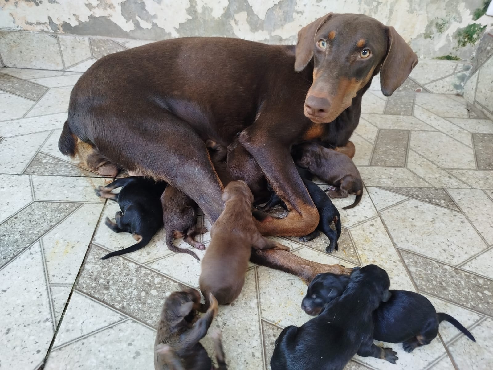 animales y mascotas - Cachorros Doberman en Santo Domingo