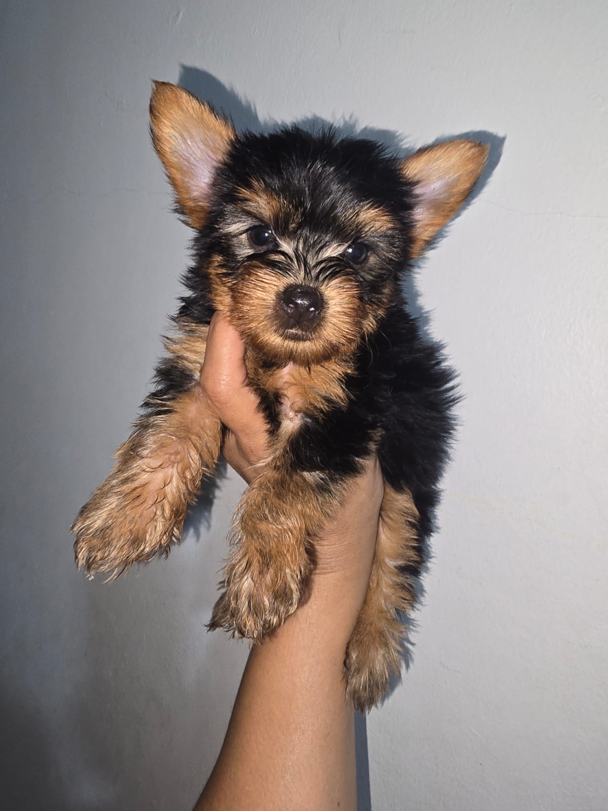 animales y mascotas - Yorkie macho. Excelente linaje 4