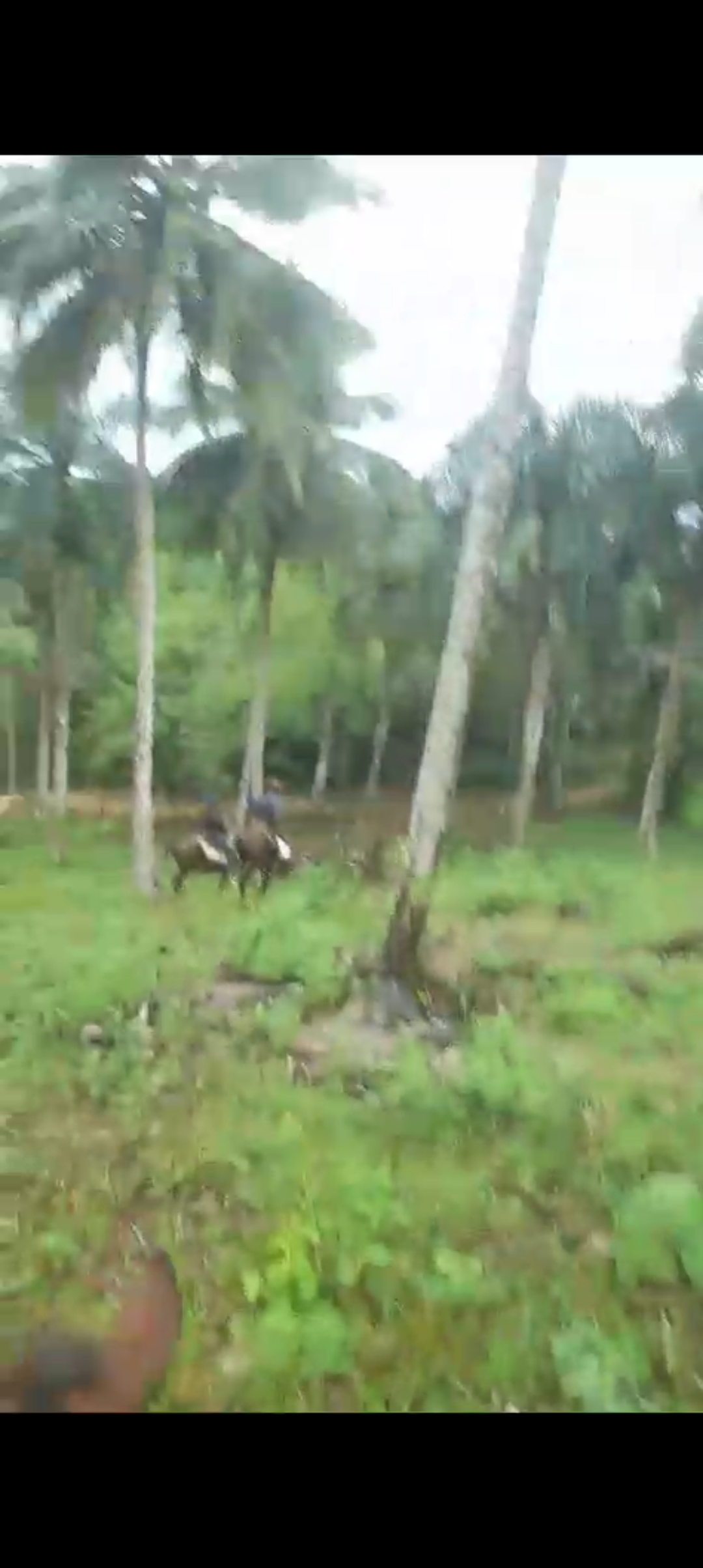 solares y terrenos - Se vende finca de coco 1