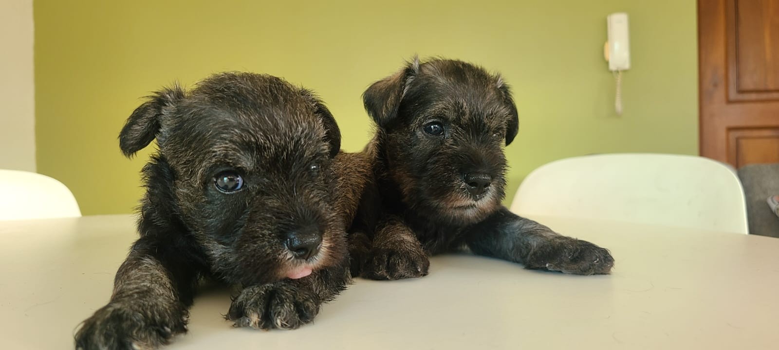 animales y mascotas - Cachorros Schnauzer   8