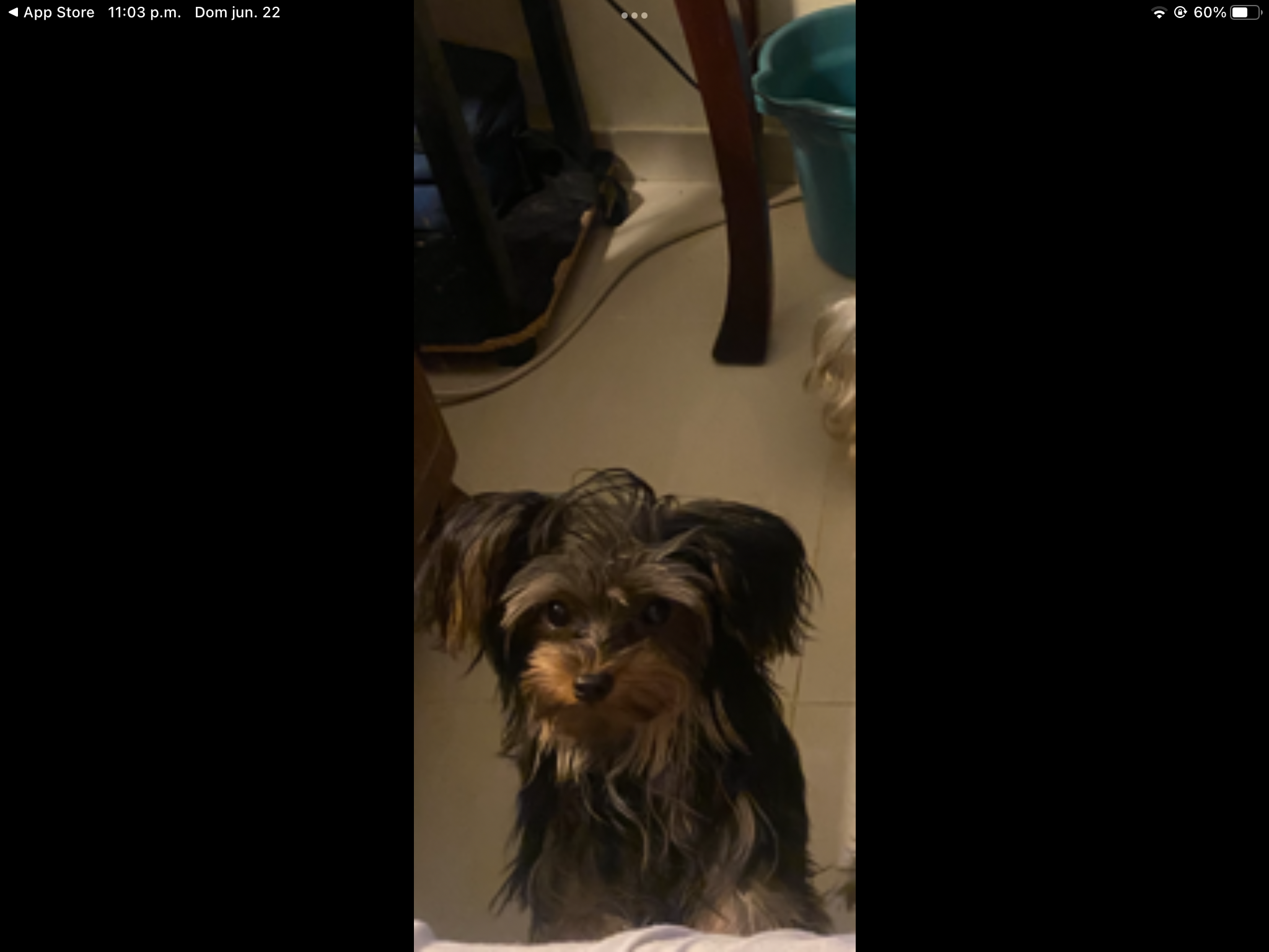 animales y mascotas - Yorkie mini Adurto de 2 libra 