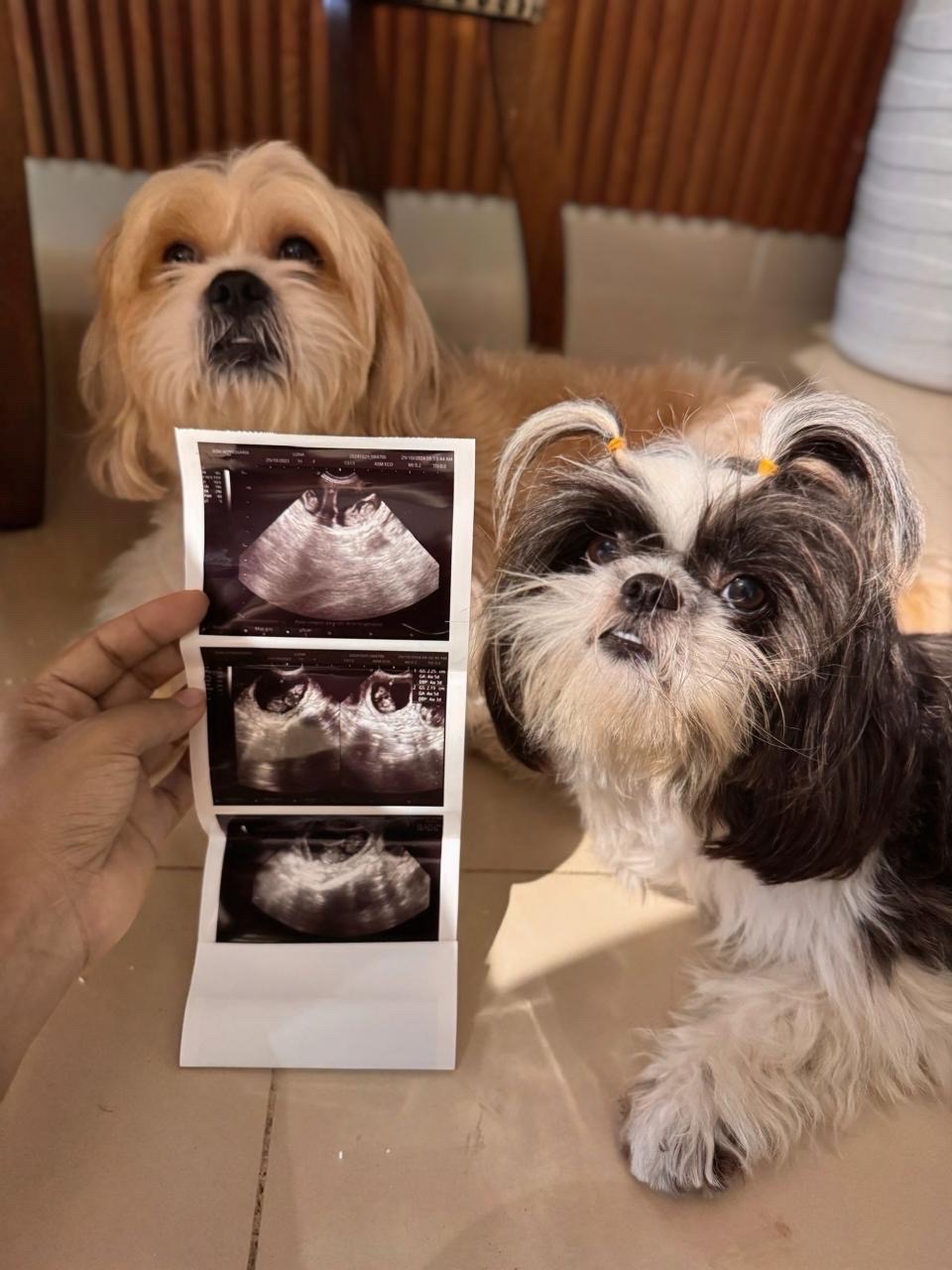 animales y mascotas - Perros Shih Tzu  2