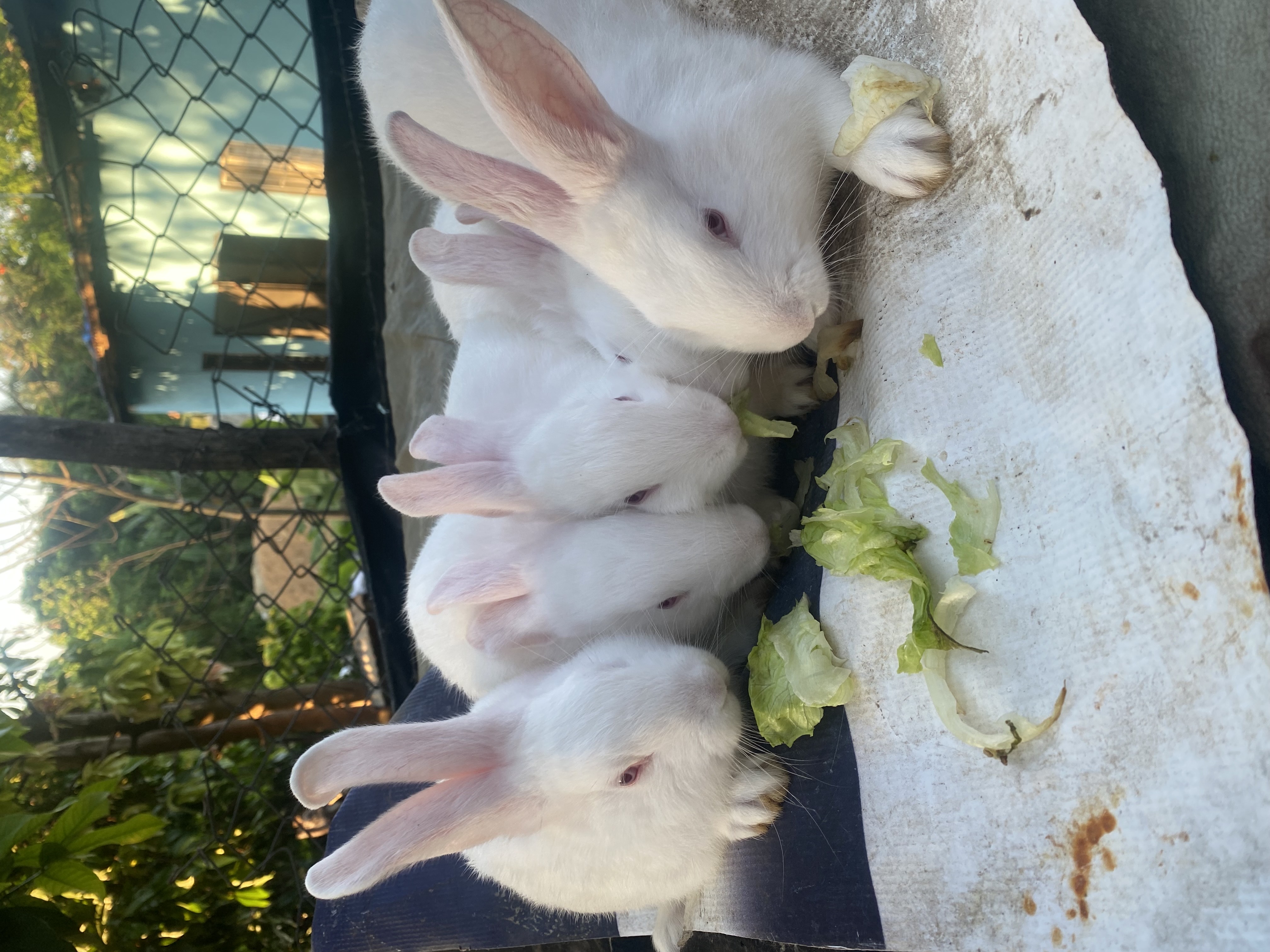 animales y mascotas - venta de conejos
