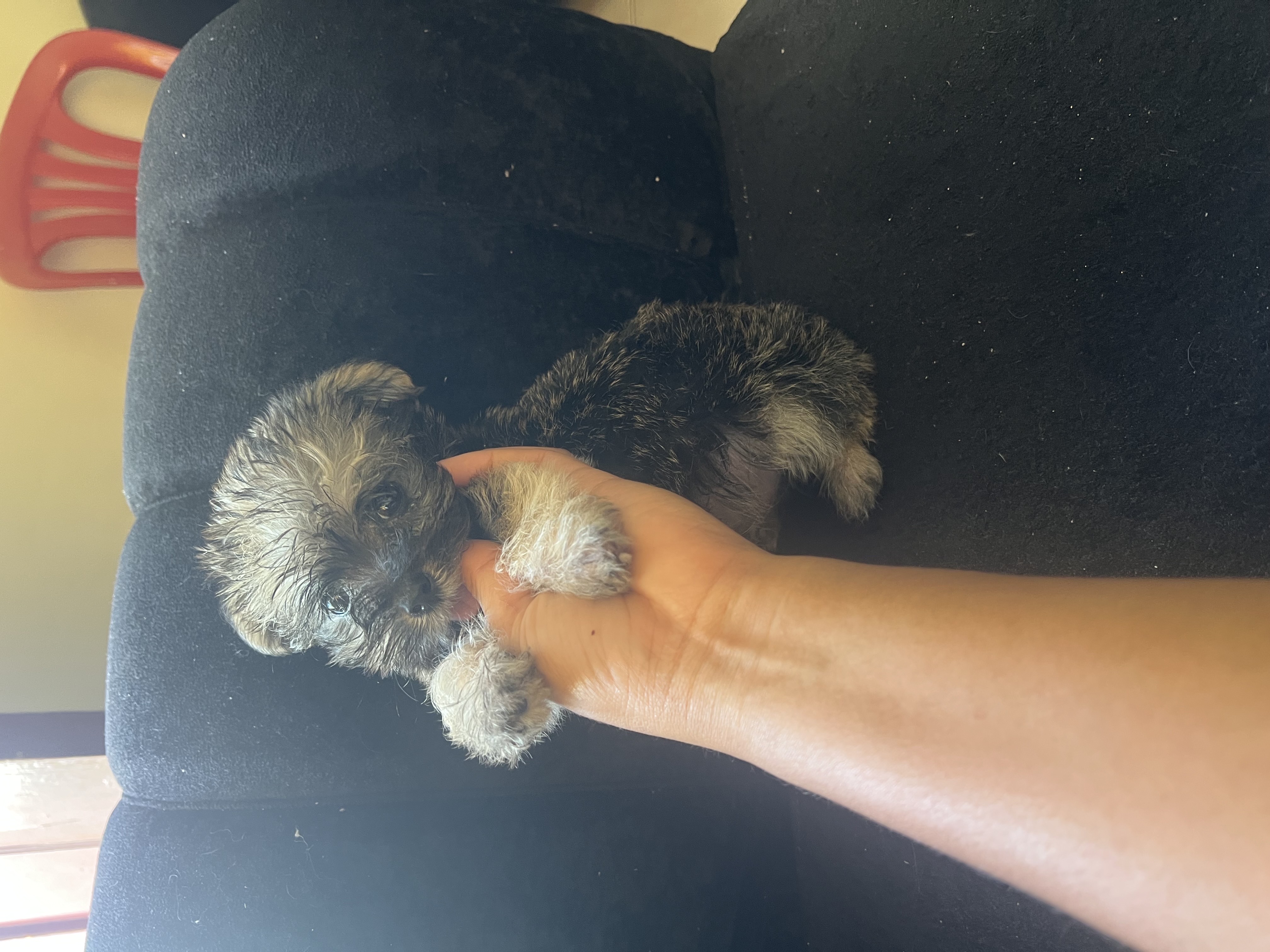 animales y mascotas - Shipoo macho  0