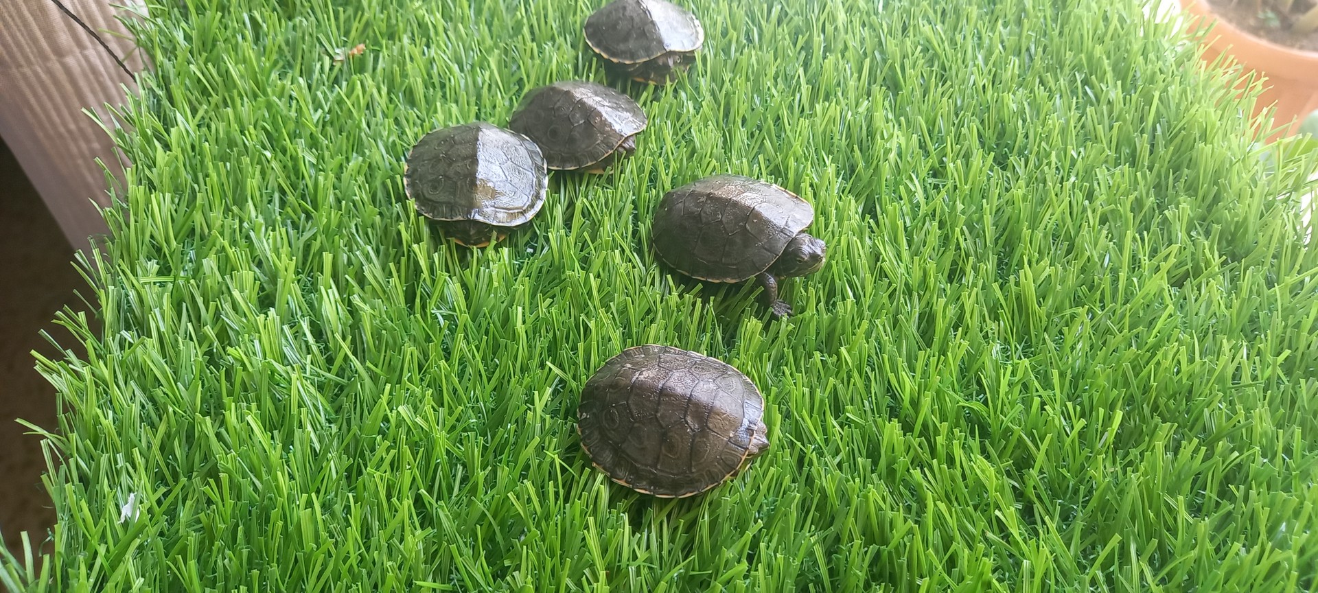 animales y mascotas - Tortugas pequeñas 1