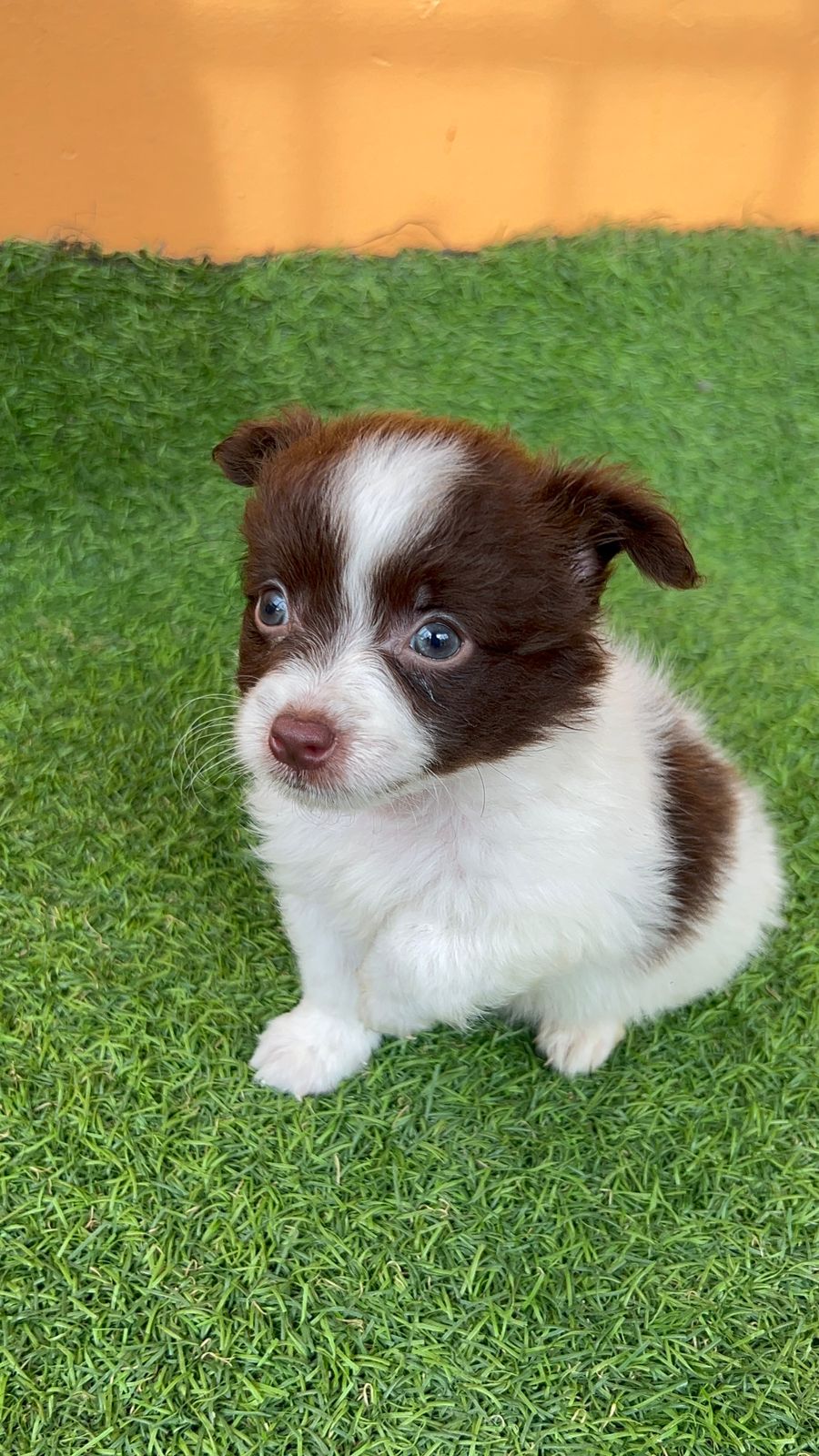 animales y mascotas - Chihuahua con pomerania ambos sexos  0