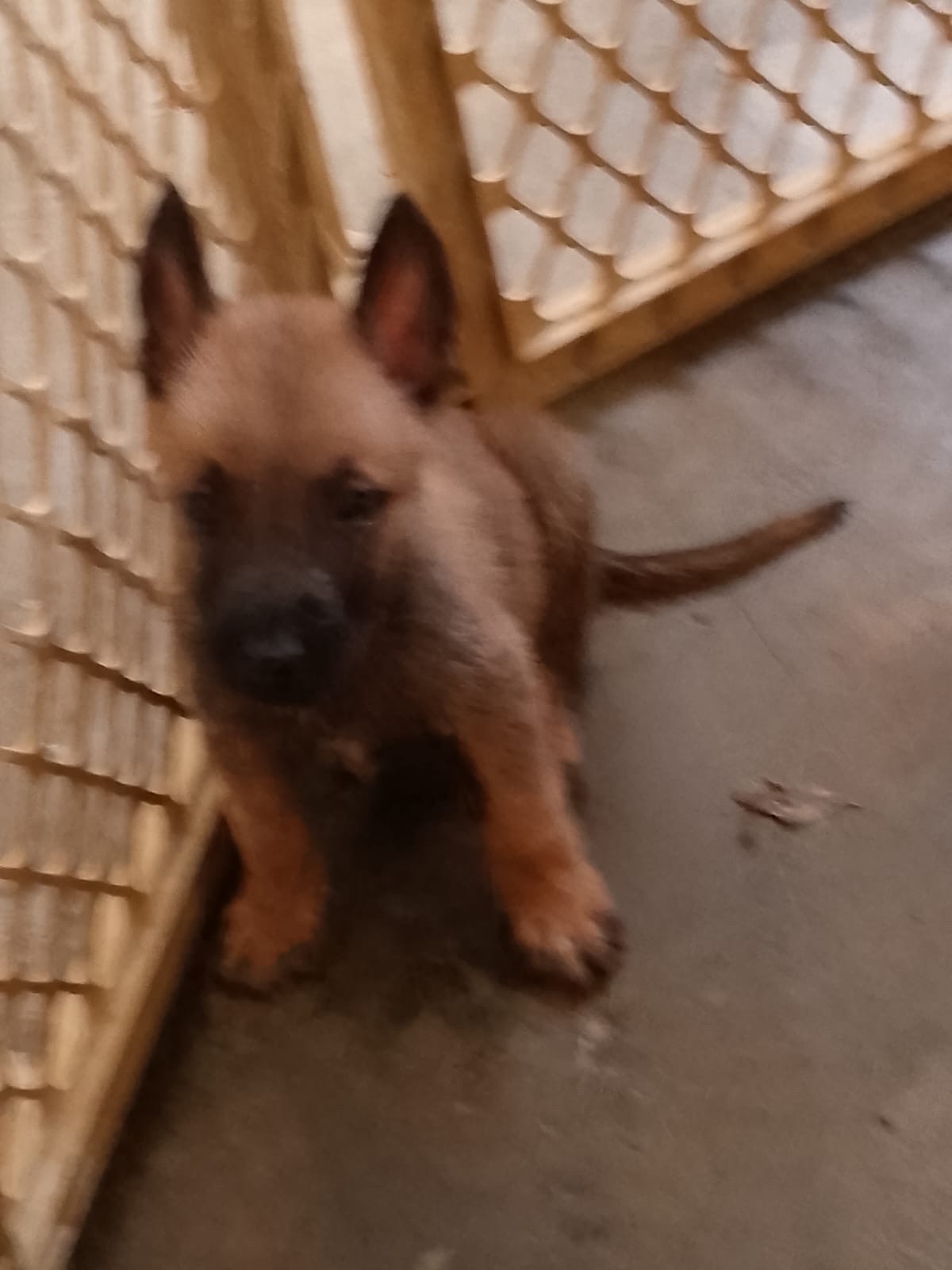 animales y mascotas - pastor berga malinoi  1
