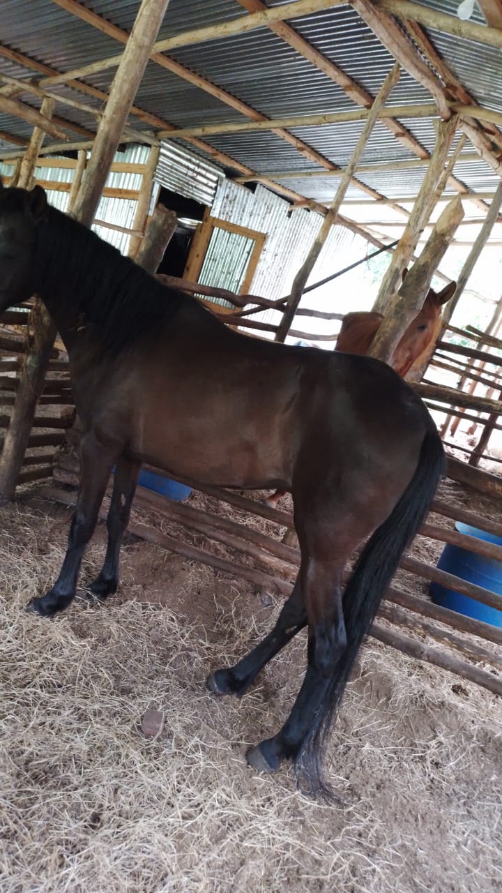 animales y mascotas - Vendo caballo paso Higueyano 0