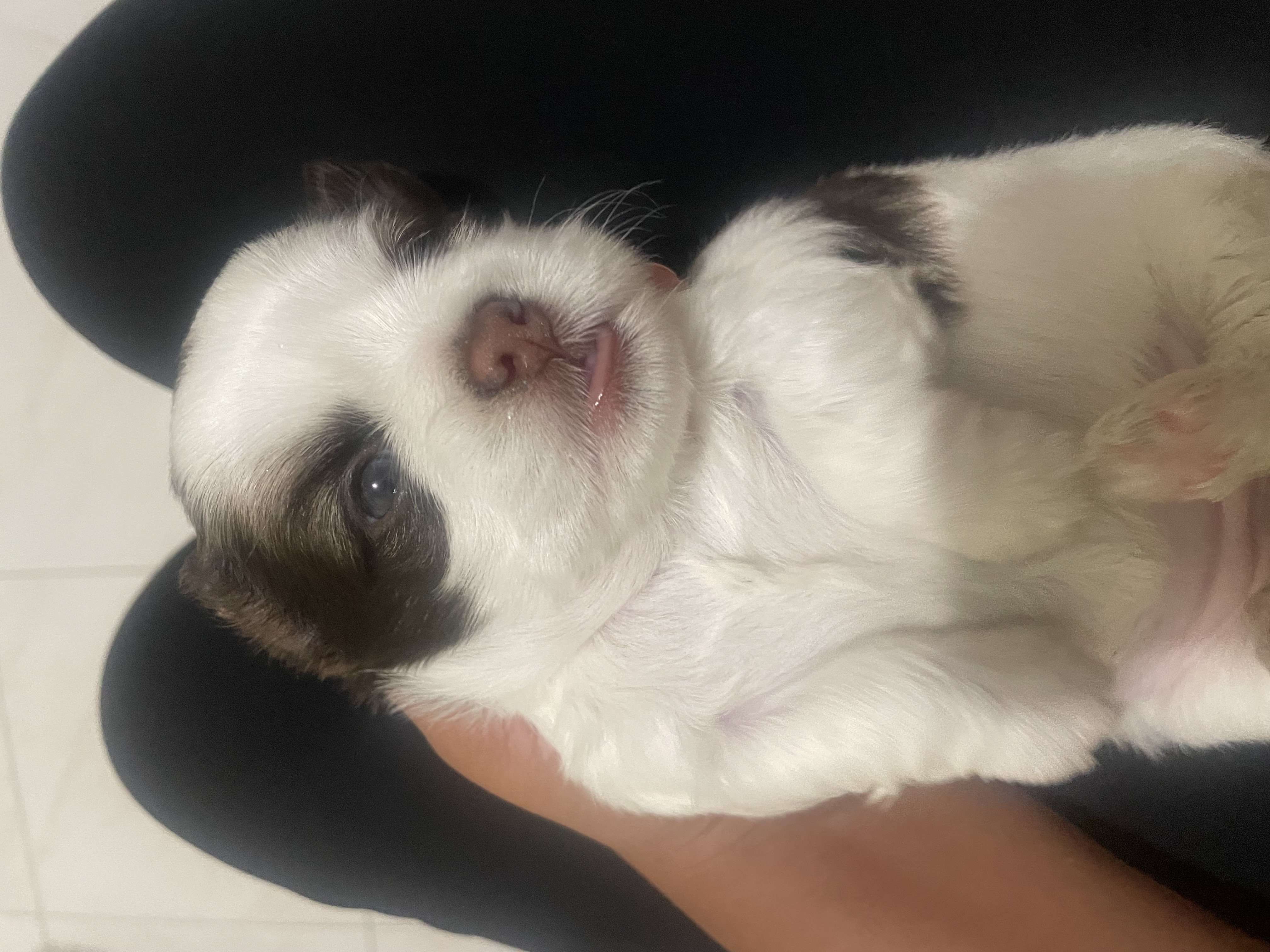 animales y mascotas - venta shipoo  8