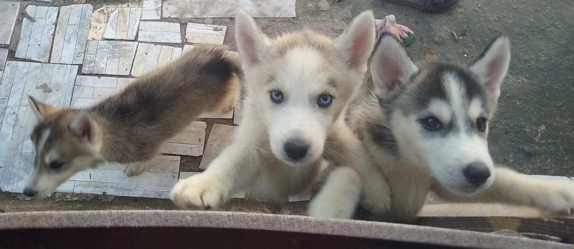 animales y mascotas - de venta 12,000  0