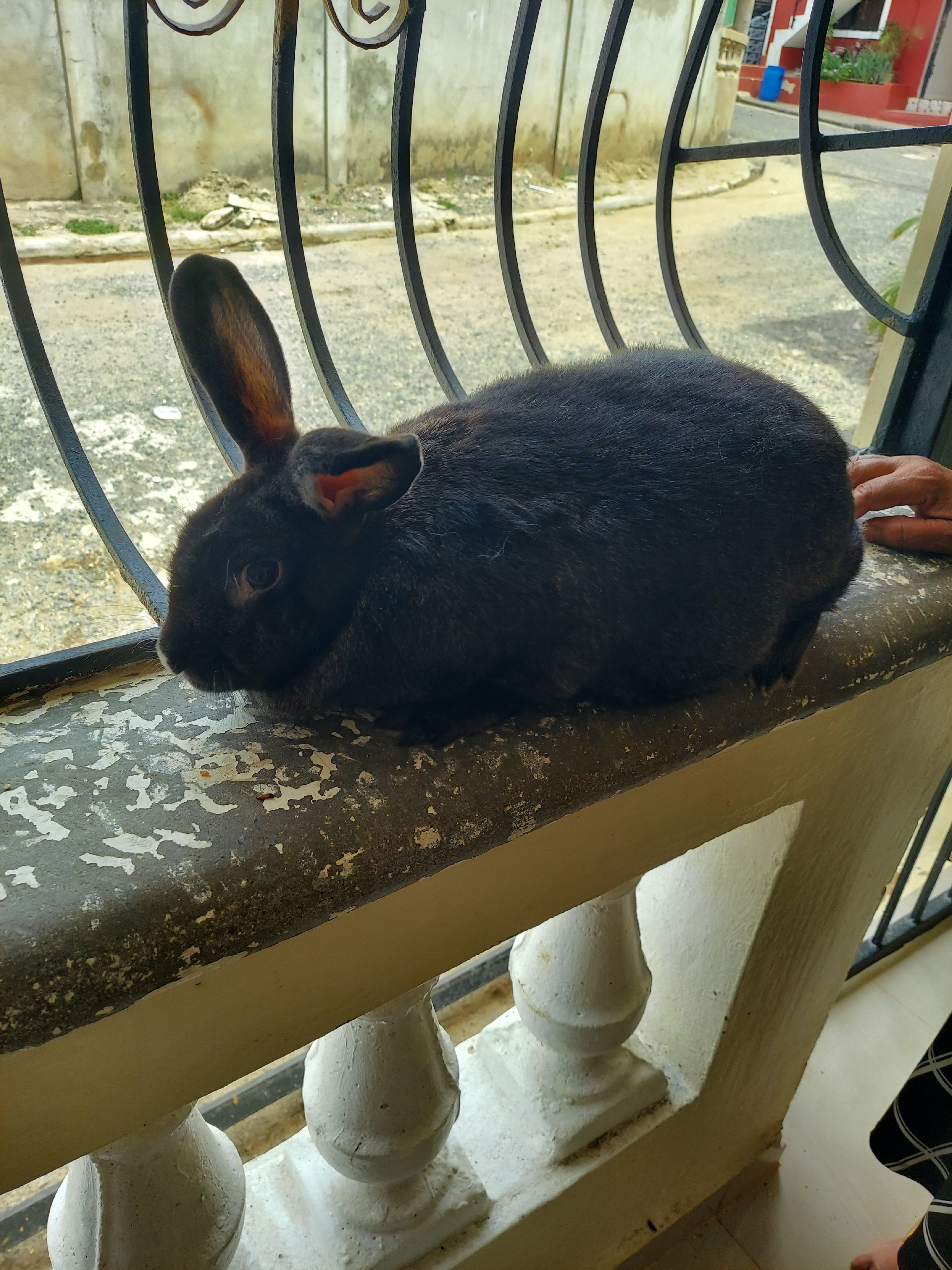 animales y mascotas - conejos grades de 11 libras 1