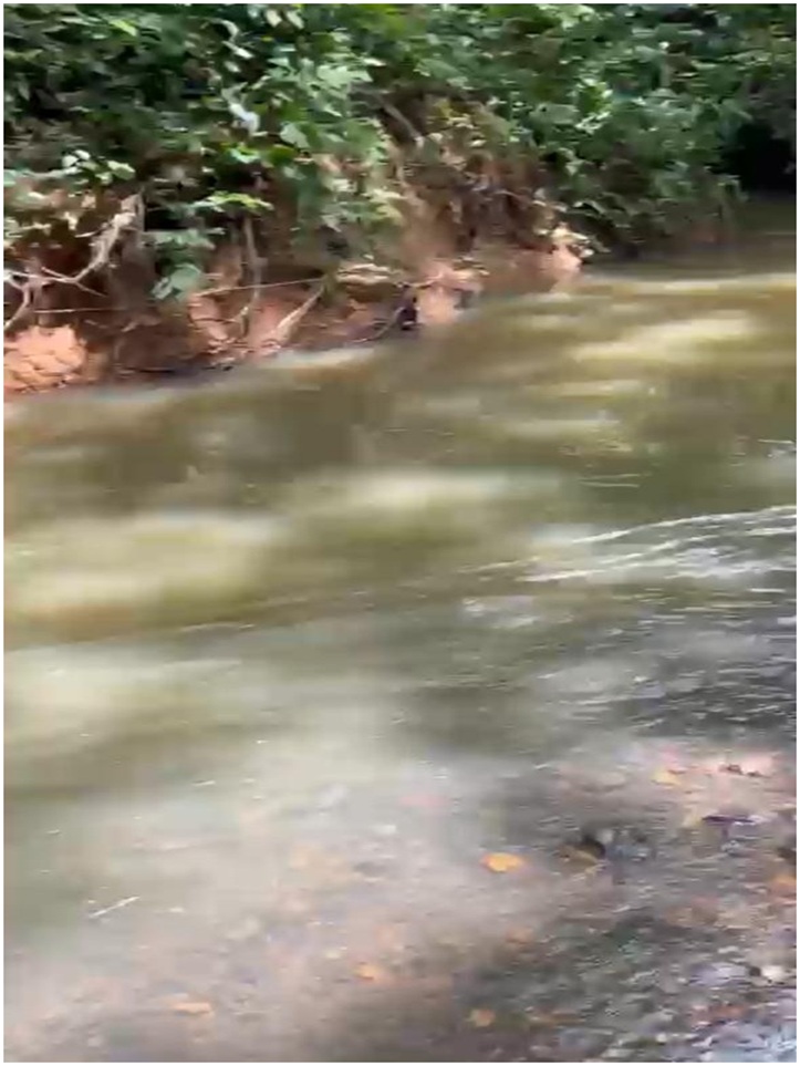 solares y terrenos -  Finca 180 tareas, CON RIO dentro en Luisa Blanca, MONTE PLATA, A 20 de la Circu 7