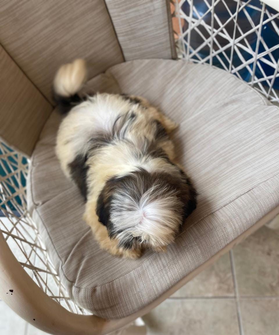 animales y mascotas - OFERTA CACHORRO SHIH TZU MACHO EN SANTO DOMINGO Y  0