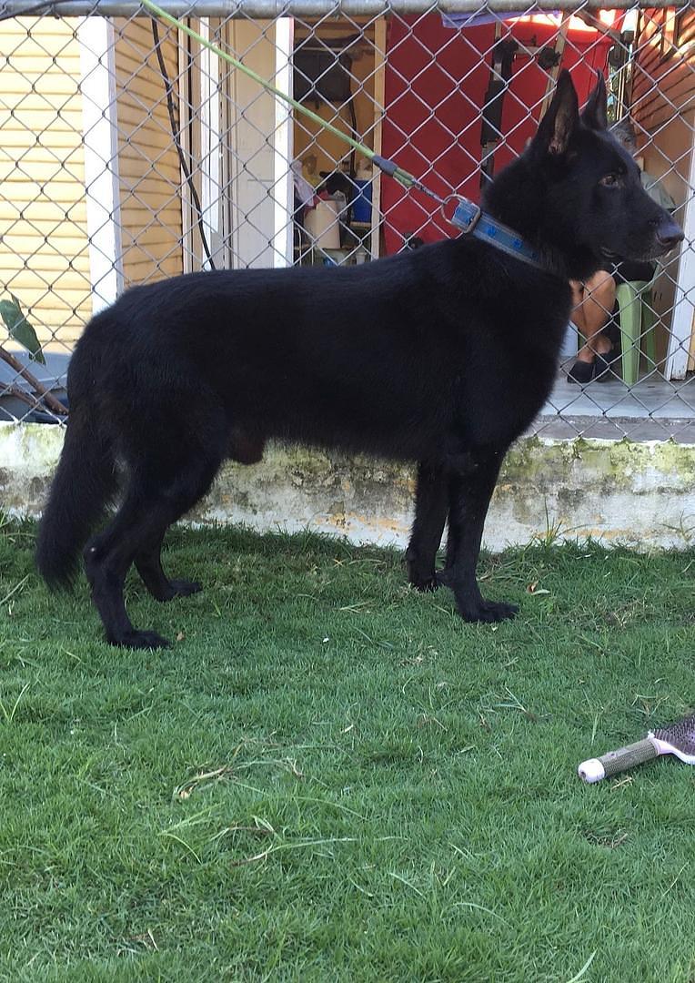 animales y mascotas - pastor aleman negro sólido cachorros disponibles  2
