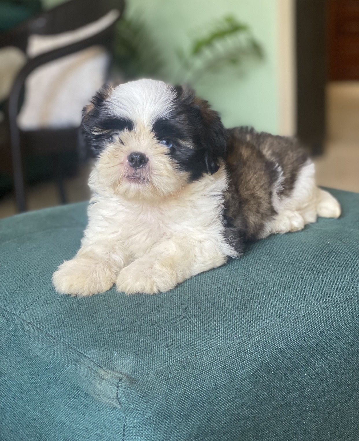 animales y mascotas - shih tzu hembra  2