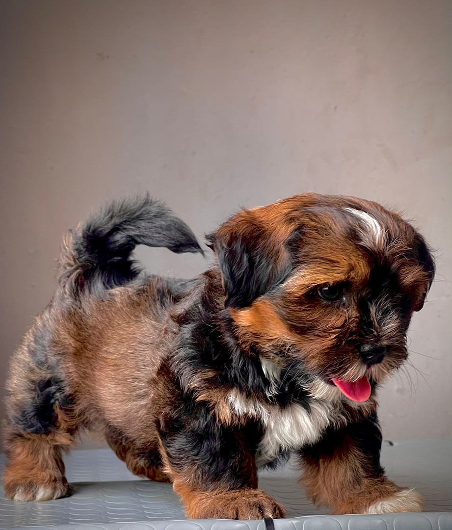 animales y mascotas - Shihpoo hembras y machos. Dog, pet, mascotas, cachorro, perro, shih poo, chi po 1