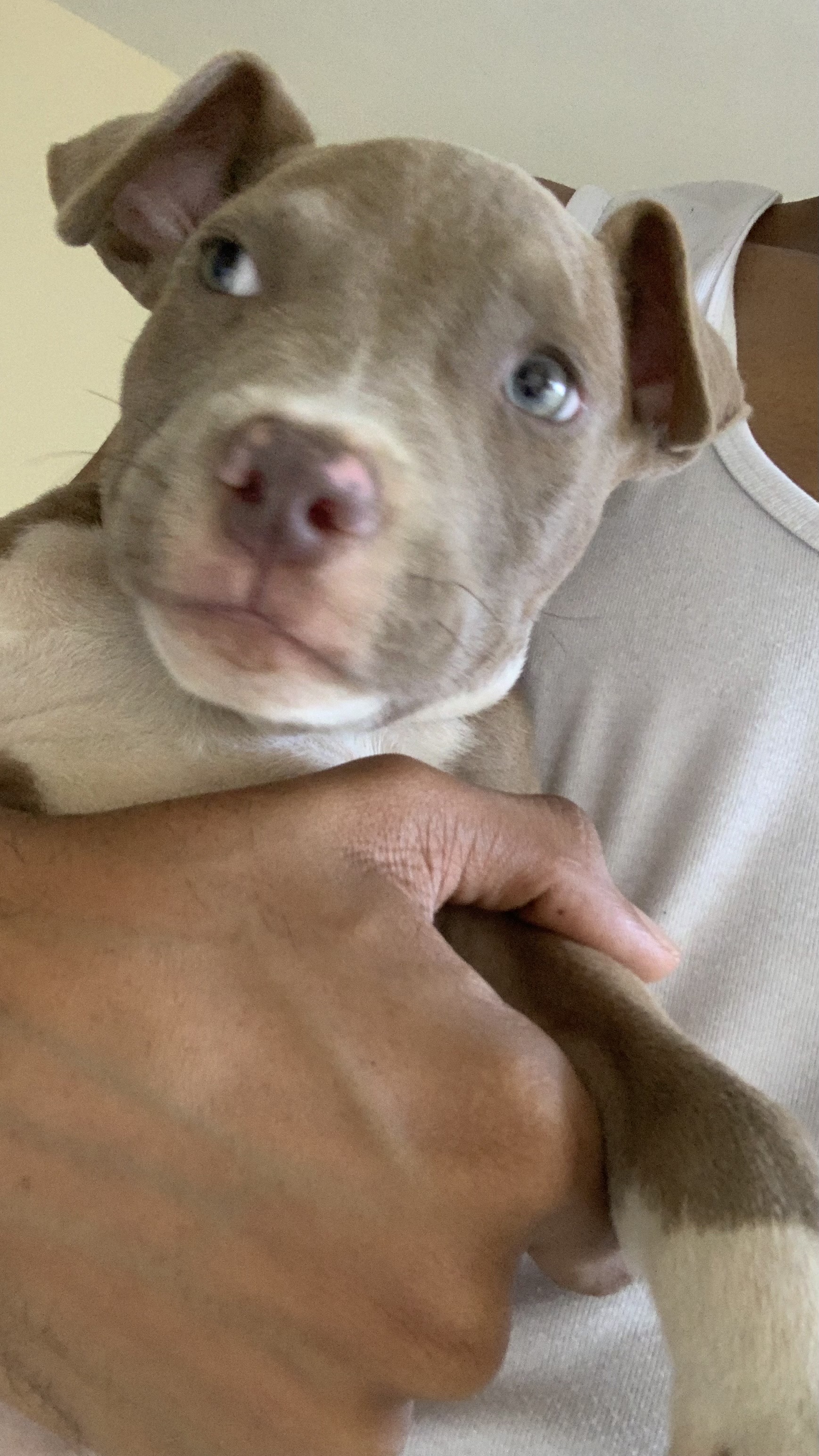 animales y mascotas - se vende pitbull puro cachorro de 2 meses  3