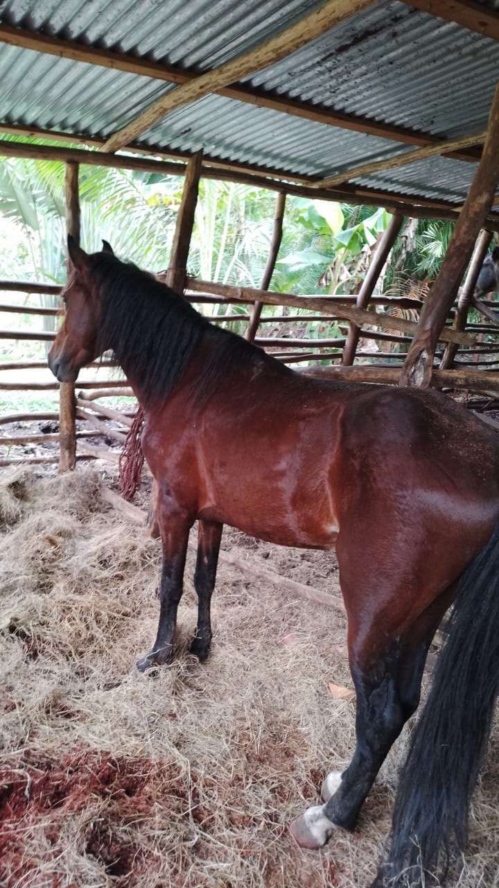 animales y mascotas - Vendo caballo paso Higueyano 1