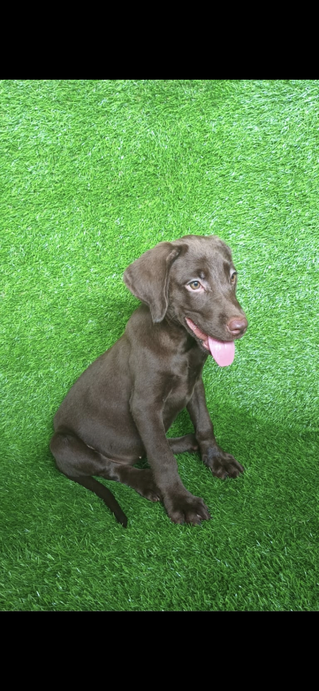 animales y mascotas - Preciosos Cachorros Labrador Chocolate 
