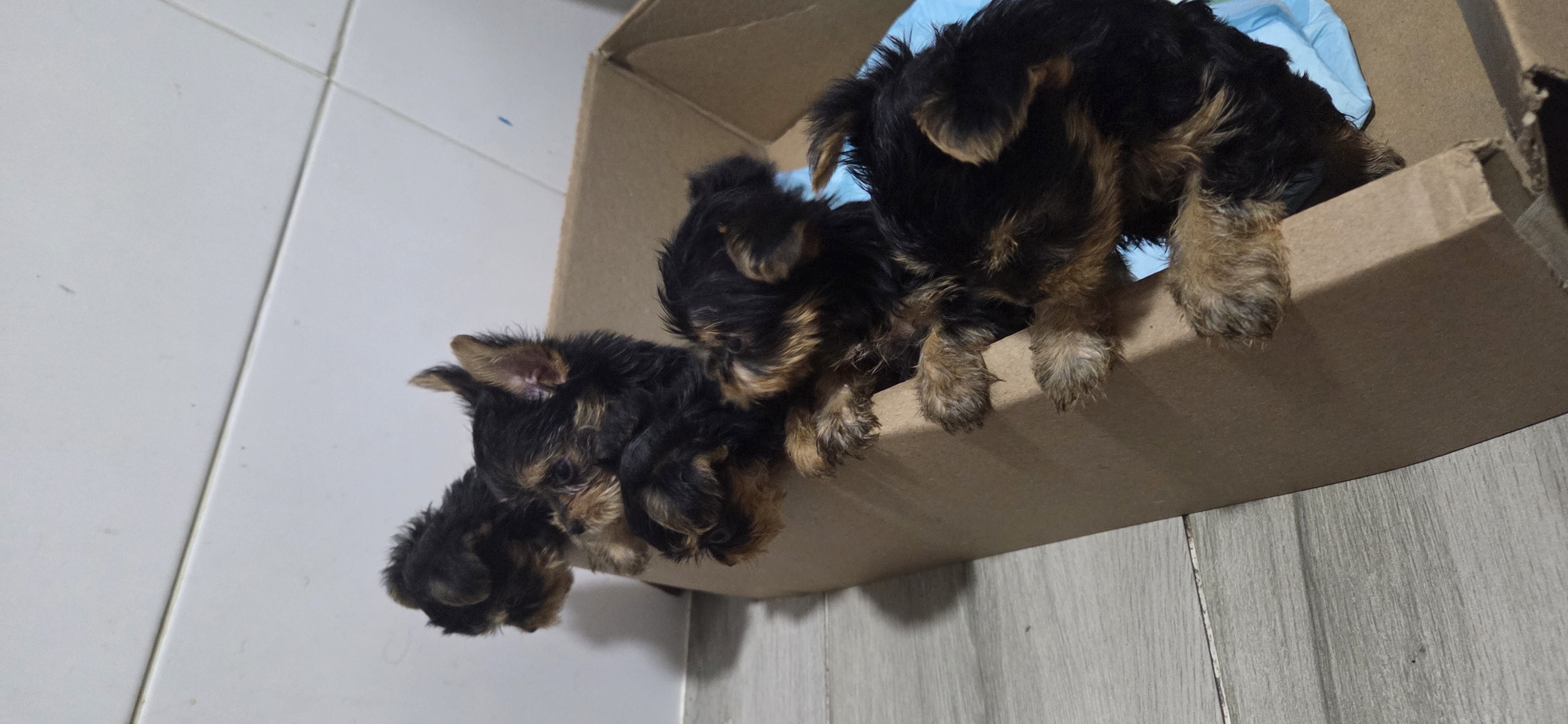 animales y mascotas - Cachorros yorkie