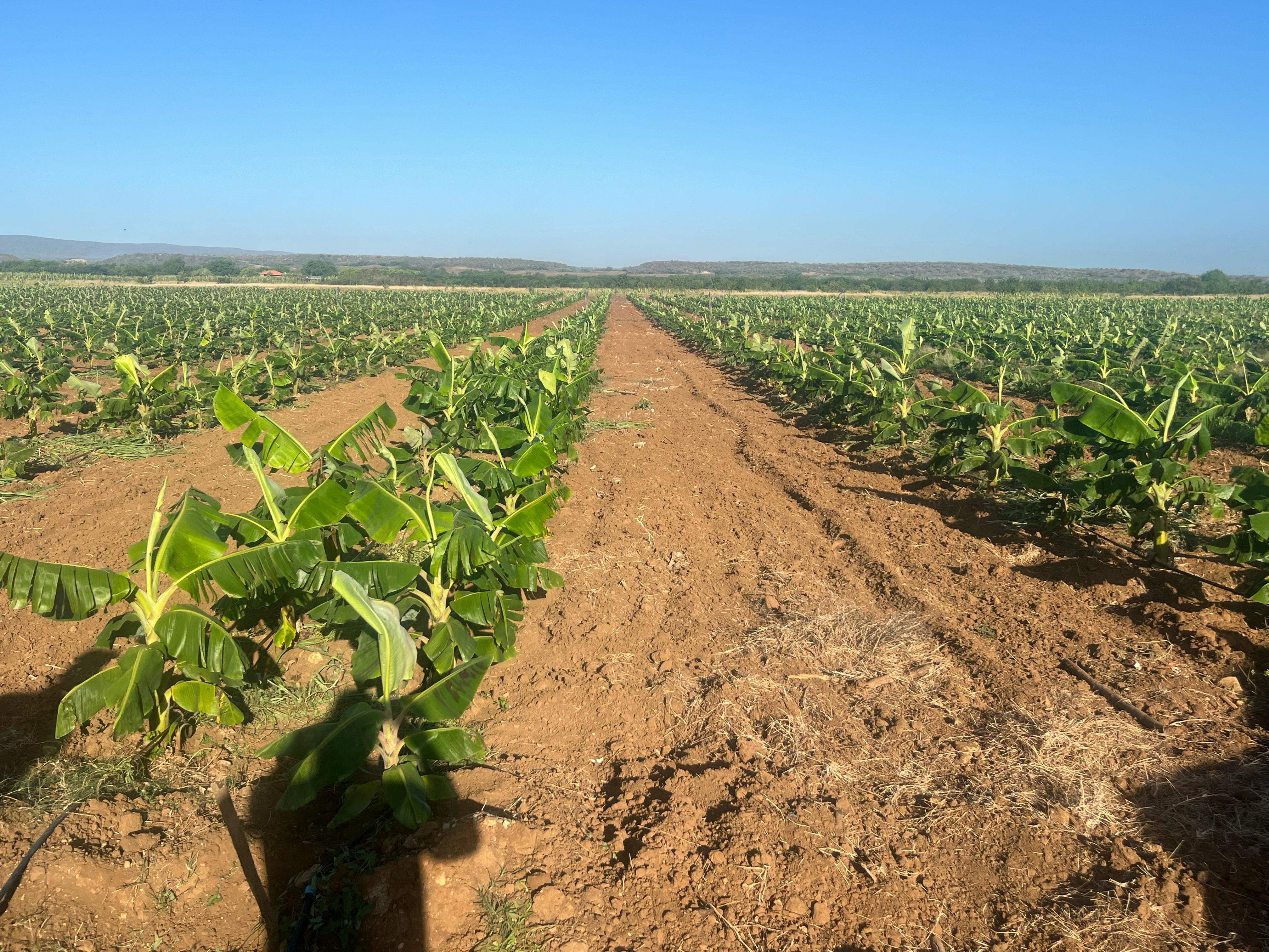 solares y terrenos - Valverde Mao, 3,146 tareas, con sistema de riego y titulo 0