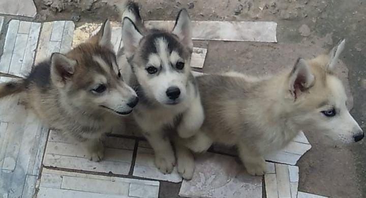 animales y mascotas - de venta 12,000  1