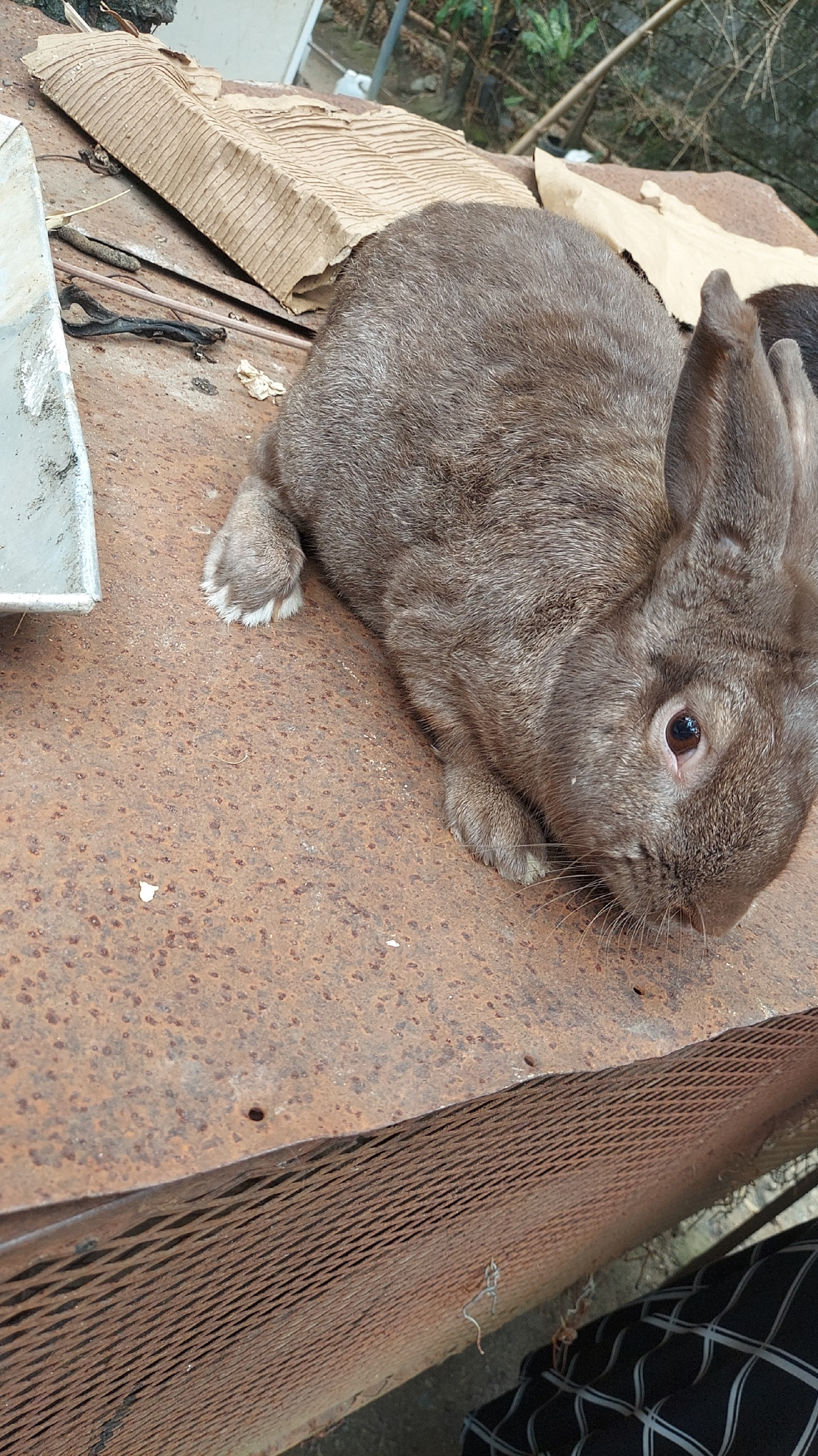 animales y mascotas - conejos grades de 11 libras 2