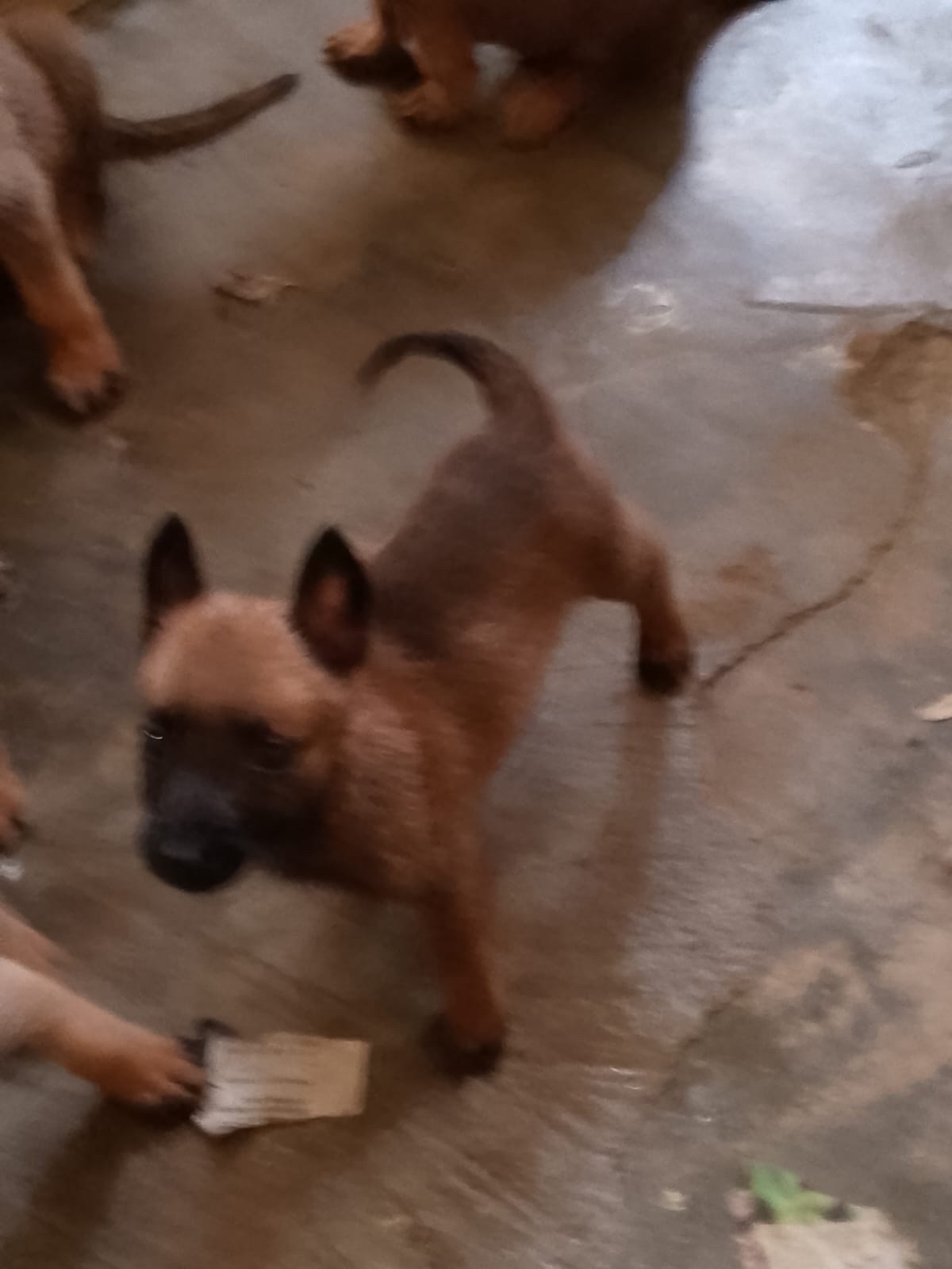 animales y mascotas - pastor berga malinoi 