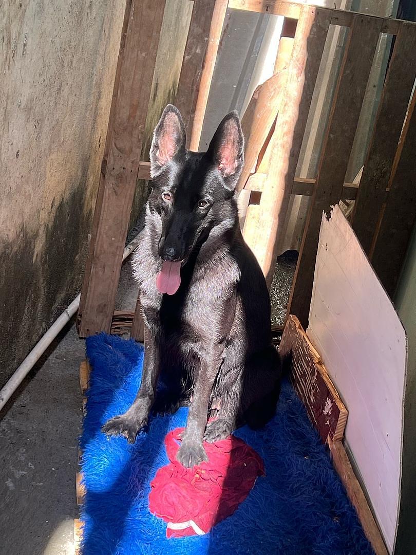 animales y mascotas - pastor aleman negro sólido cachorros disponibles  3
