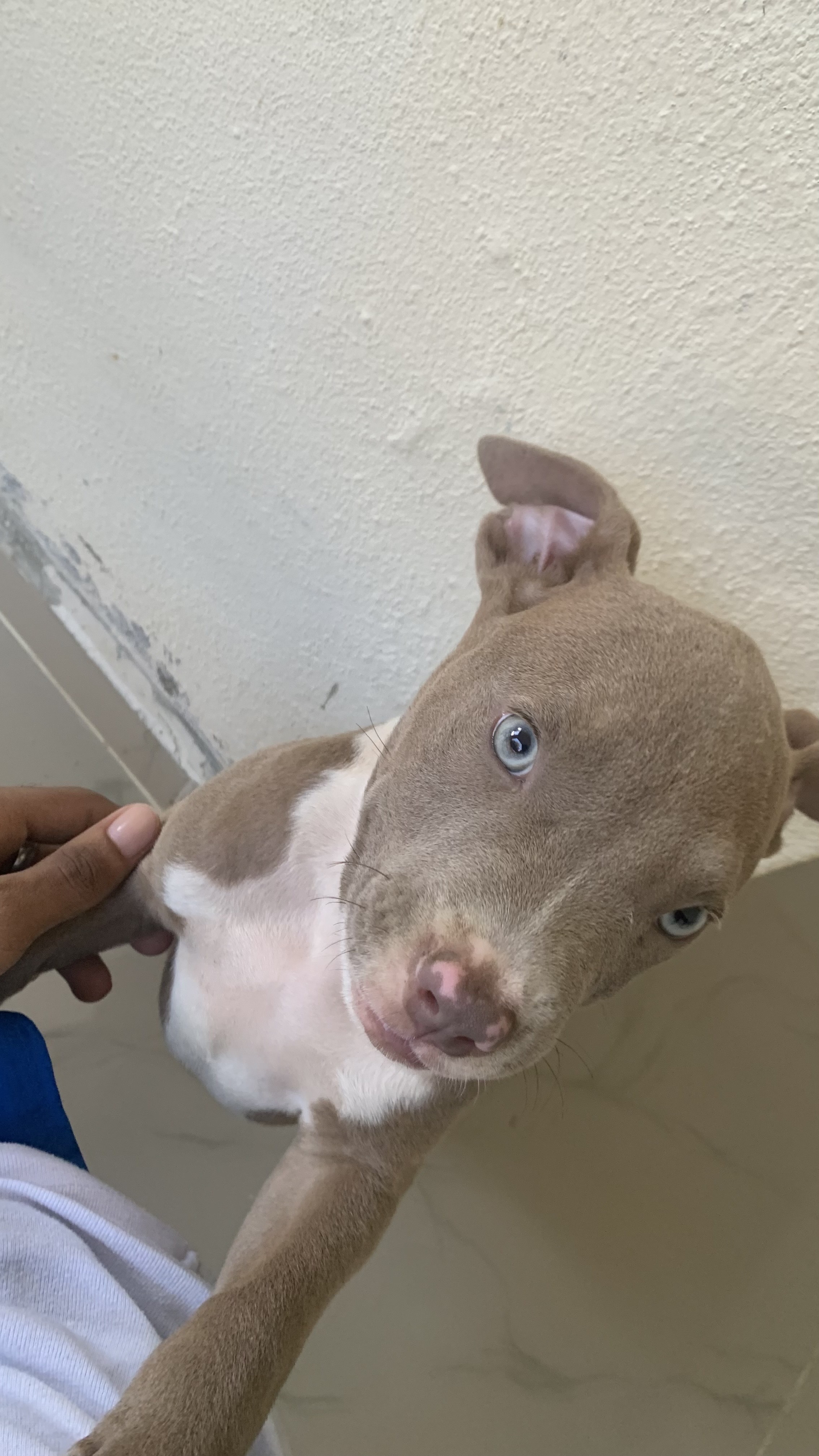 animales y mascotas - se vende pitbull puro cachorro de 2 meses  4