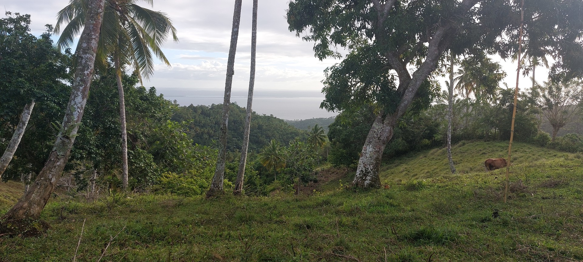 solares y terrenos - Venta-Terreno en Samana con vistas a la bahia de Samana 10