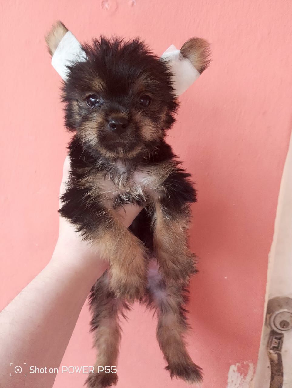 animales y mascotas - OFERTA CACHORRO YORKSHIRE AMBOS SEXO EN SANTO DOMI
