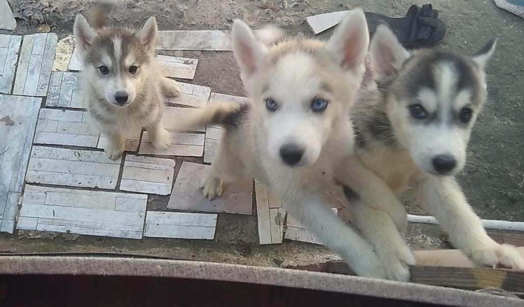 animales y mascotas - de venta 12,000  2